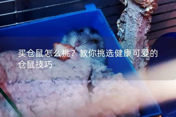 買倉鼠怎么挑？教你挑選健康可愛的倉鼠技巧