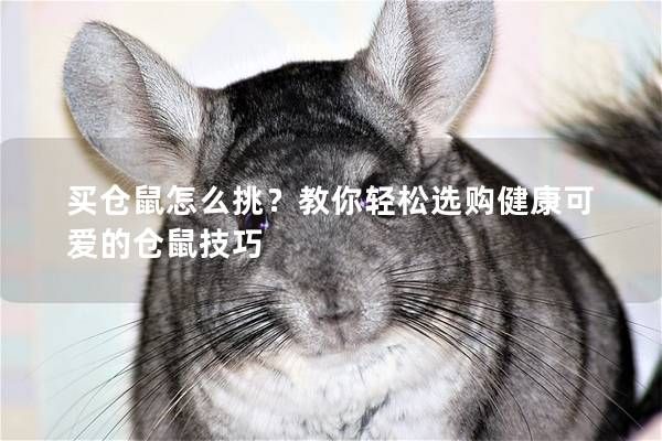 買倉(cāng)鼠怎么挑？教你輕松選購(gòu)健康可愛的倉(cāng)鼠技巧