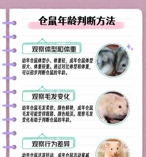 如何在市场上挑选健康的仓鼠幼崽？