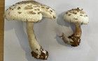 毒蘑菇不要吃！嚴(yán)重可致死亡！湖北疾控最新提醒