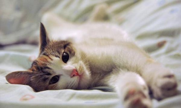 自己在家給貓咪做體檢，輕松發(fā)現(xiàn)隱藏疾?。ㄒ唬?></p><p style=