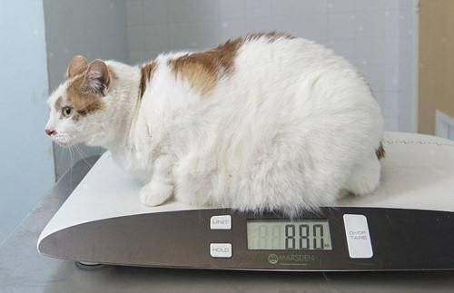 自己在家给猫咪做体检,轻松发现隐藏疾病(一)