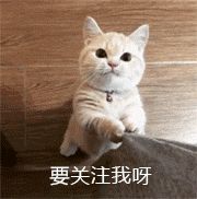自己在家給貓咪做體檢，輕松發(fā)現(xiàn)隱藏疾?。ㄒ唬?></p><p style=