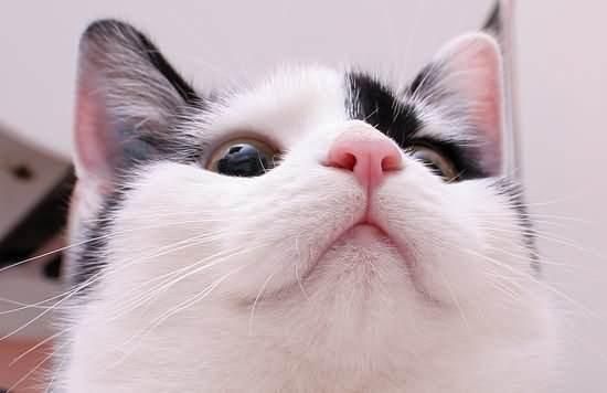 自己在家给猫咪做体检,轻松发现隐藏疾病(一)