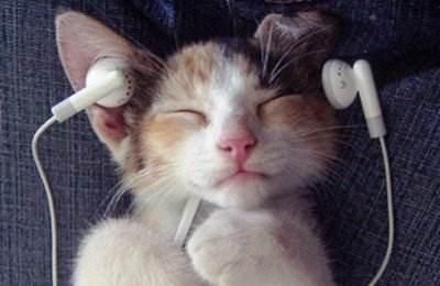 自己在家给猫咪做体检,轻松发现隐藏疾病(一)