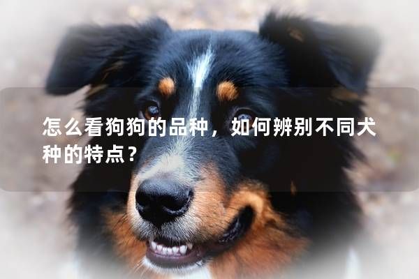 怎么看狗狗的品種，如何辨別不同犬種的特點(diǎn)？