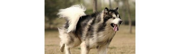 阿拉斯加犬怎么樣挑選？挑選時(shí)需要注意哪些方面？