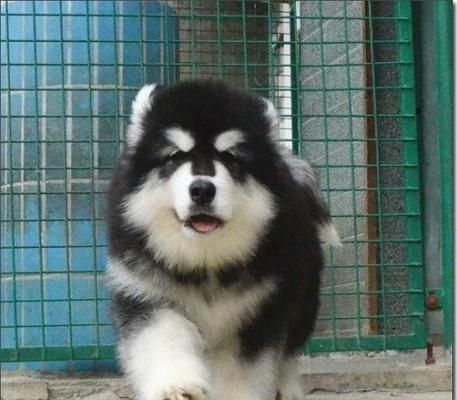 阿拉斯加犬怎么樣挑選？挑選時(shí)需要注意哪些方面？