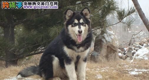 阿拉斯加犬怎么樣挑選？挑選時(shí)需要注意哪些方面？