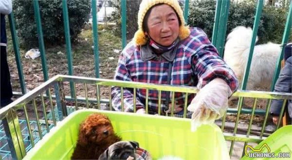 挑選狗狗時(shí)，請(qǐng)你“牢記這5點(diǎn)”，小心“被騙”