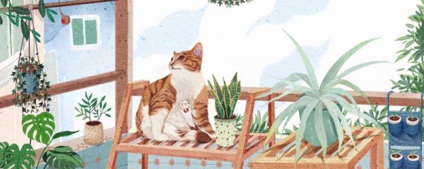 怎么正确饲养小猫
