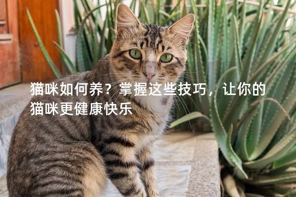 貓咪如何養(yǎng)？掌握這些技巧，讓你的貓咪更健康快樂