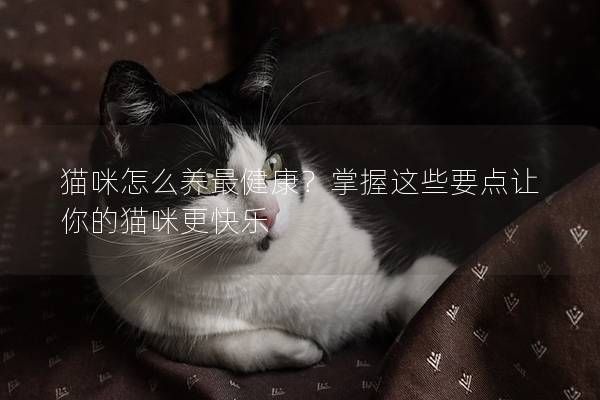 貓咪怎么養(yǎng)最健康？掌握這些要點(diǎn)讓你的貓咪更快樂(lè)