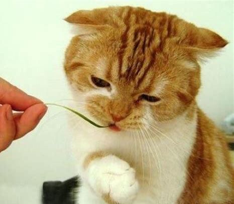 猫咪怎么养最健康