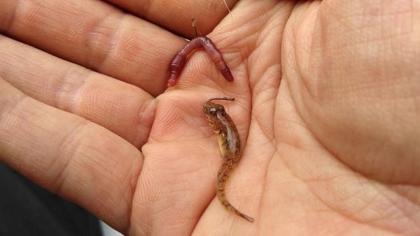 魚(yú)鉤大小怎么選擇？判斷標(biāo)準(zhǔn)與常用法則