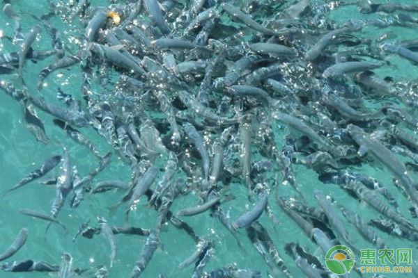 怎么判斷魚苗是否吃飽？-圖片版權(quán)歸惠農(nóng)網(wǎng)所有