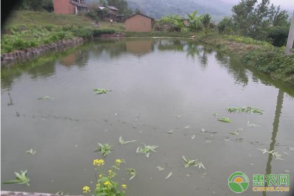 怎么判斷魚苗是否吃飽？-圖片版權(quán)歸惠農(nóng)網(wǎng)所有