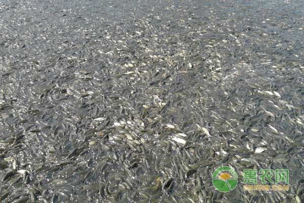 怎么判斷魚苗是否吃飽？-圖片版權(quán)歸惠農(nóng)網(wǎng)所有