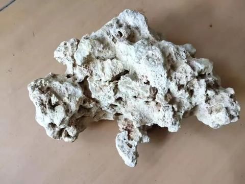 健康的觀賞魚突然掉鱗，一定是寄生蟲造成的嗎，如何判斷治療？