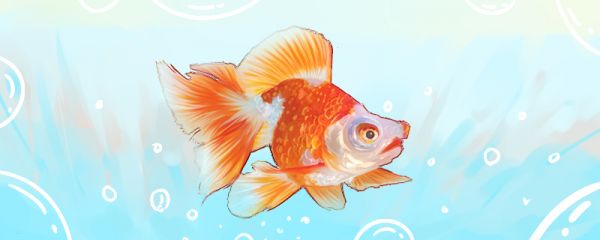金魚能活幾年，怎么判斷金魚幾歲了