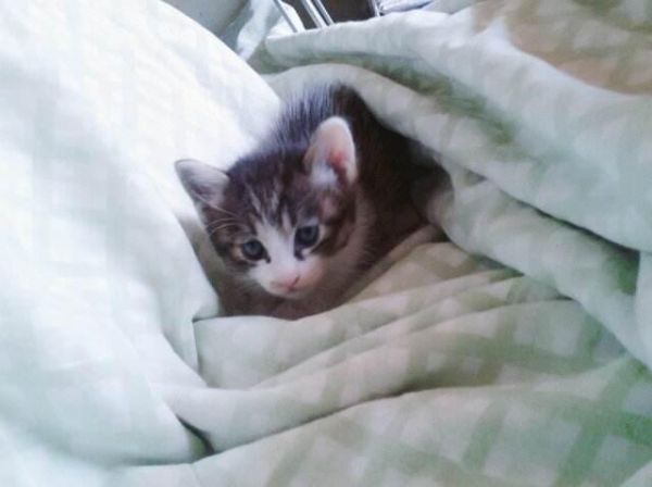 猫咪的科学喂养指南