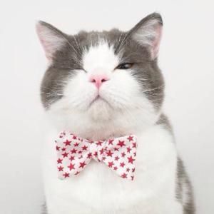 猫咪的科学喂养指南