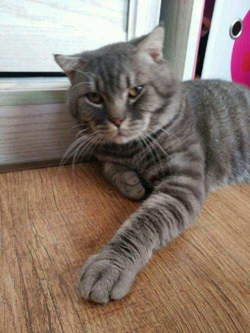 猫咪的科学喂养指南