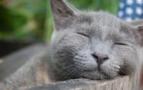 猫咪的科学喂养指南