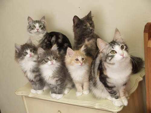 猫咪的科学喂养指南
