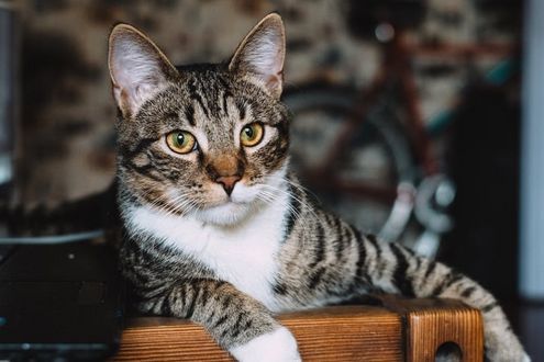 猫咪
