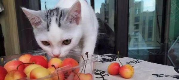 宠物猫如何健康成长——20天小猫吃什么好（科学喂养让猫咪健康成长）