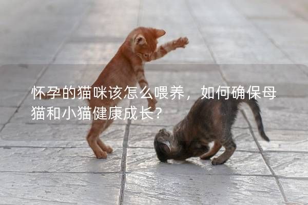 懷孕的貓咪該怎么喂養(yǎng)，如何確保母貓和小貓健康成長？