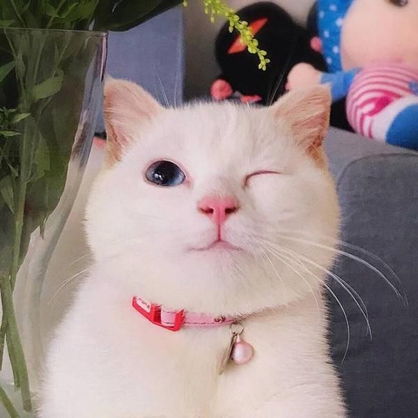 这样“打”猫才能让它越来越乖，还不让它受伤