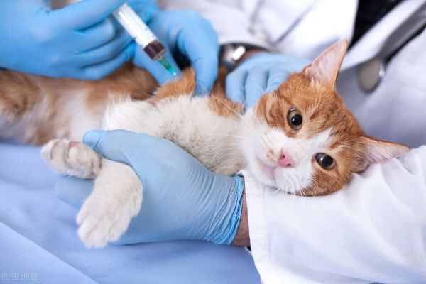 猫疫苗怎么打？一年一打？猫咪打疫苗常见问题补充