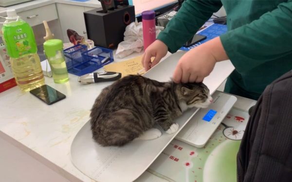猫疫苗怎么打？一年一打？猫咪打疫苗常见问题补充