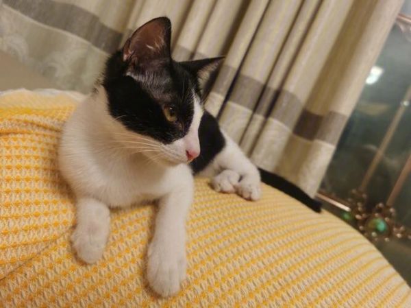 貓咪疫苗怎么打？貓三聯(lián)？狂犬？常見疫苗問題解析