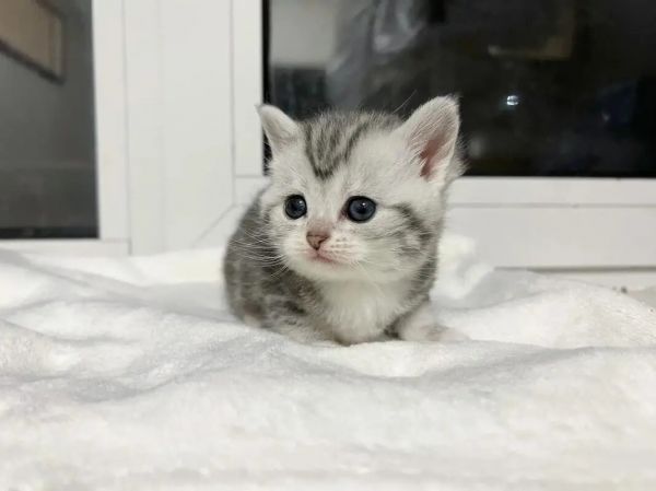 貓咪疫苗怎么打？貓三聯(lián)？狂犬？常見疫苗問題解析