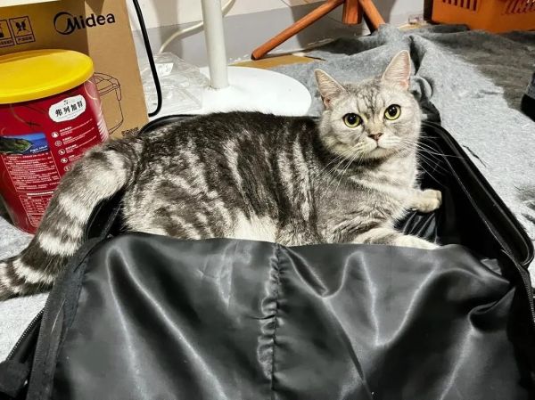 貓咪疫苗怎么打？貓三聯(lián)？狂犬？常見疫苗問題解析