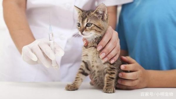 家猫一辈子不打疫苗也没病，打疫苗只是人的心理安慰