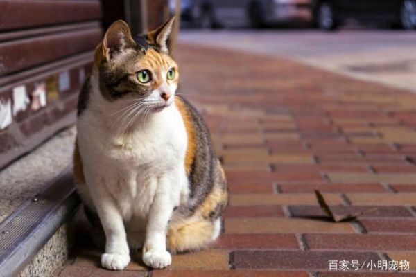 家猫一辈子不打疫苗也没病，打疫苗只是人的心理安慰