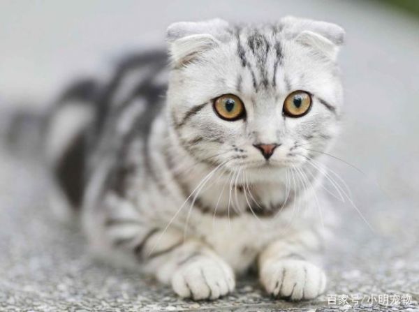家猫一辈子不打疫苗也没病，打疫苗只是人的心理安慰