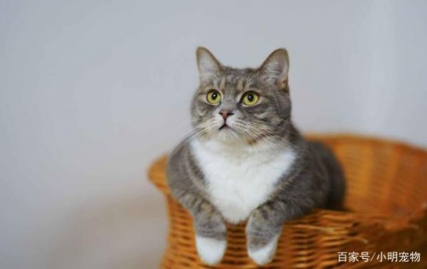 家猫一辈子不打疫苗也没病，打疫苗只是人的心理安慰