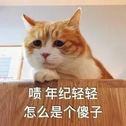 猫真的会被打服吗？