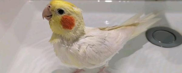 玄鳳鸚鵡多久洗澡一次，一周左右洗澡一次