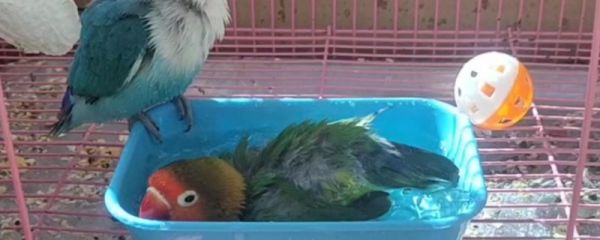 鸚鵡要洗澡嗎，很喜歡干凈需要洗澡