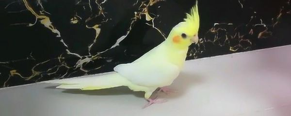 鸚鵡如何剪翅才能避免飛走，可直接將飛羽剪除