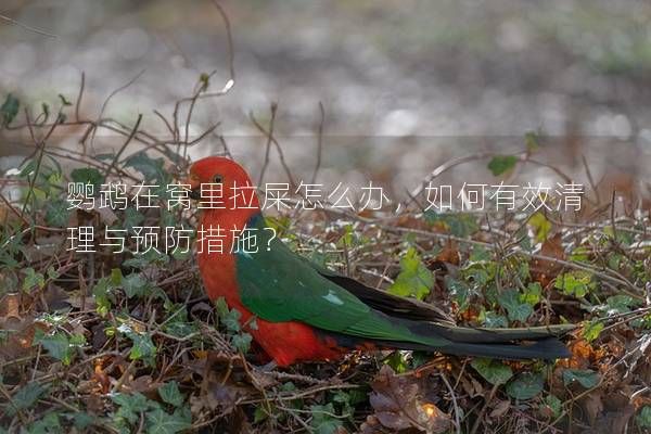鹦鹉在窝里拉屎怎么办，如何有效清理与预防措施？