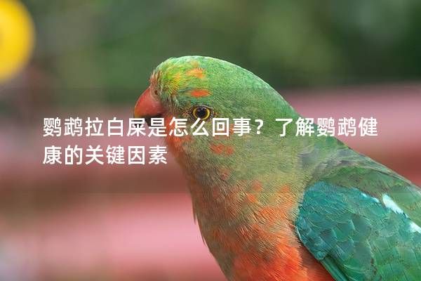 鸚鵡拉白屎是怎么回事？了解鸚鵡健康的關(guān)鍵因素
