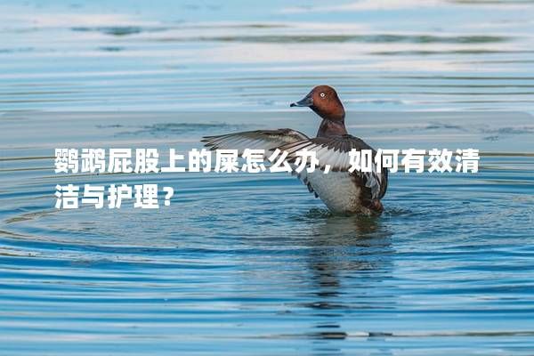 鸚鵡屁股上的屎怎么辦，如何有效清潔與護理？
