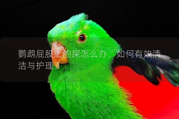 鸚鵡屁股上的屎怎么辦，如何有效清潔與護理？